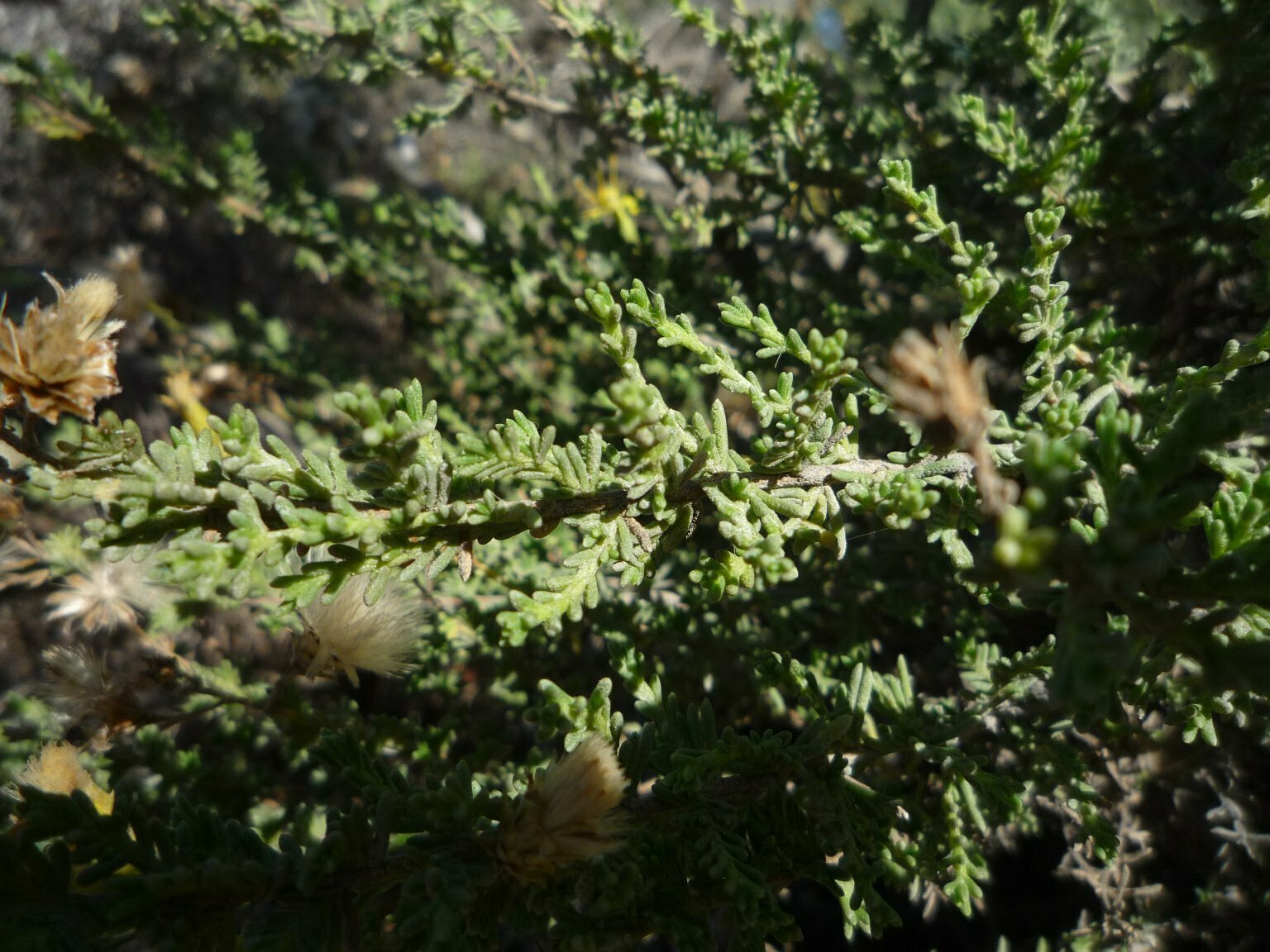 High Resolution Ericameria ericoides Leaf
